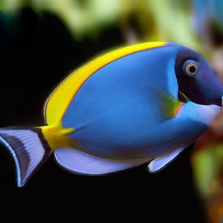 粉蓝吊等多种海水观赏鱼活体一物一视频