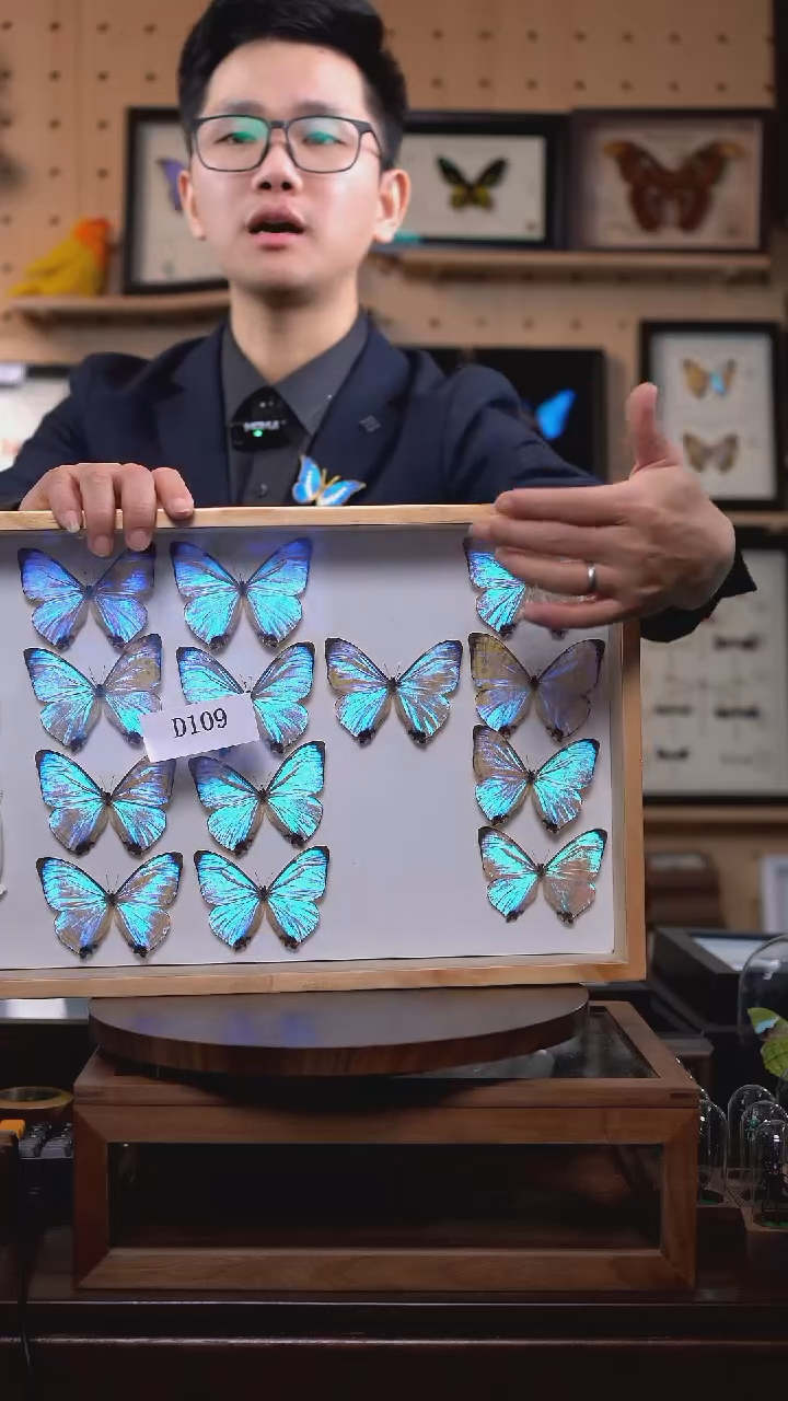 夜明珠闪蝶标本d109