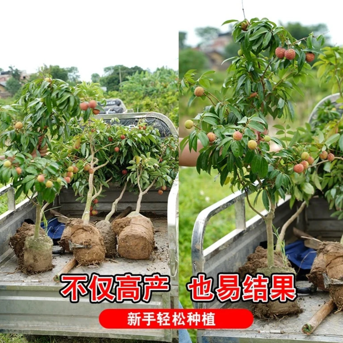 冰荔荔枝树苗荔枝苗嫁接果树苗无核桂味妃子笑仙进奉南方四季种植