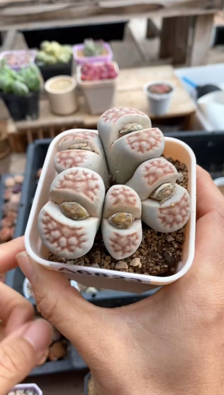 【闪购商品】6823直播一物一拍