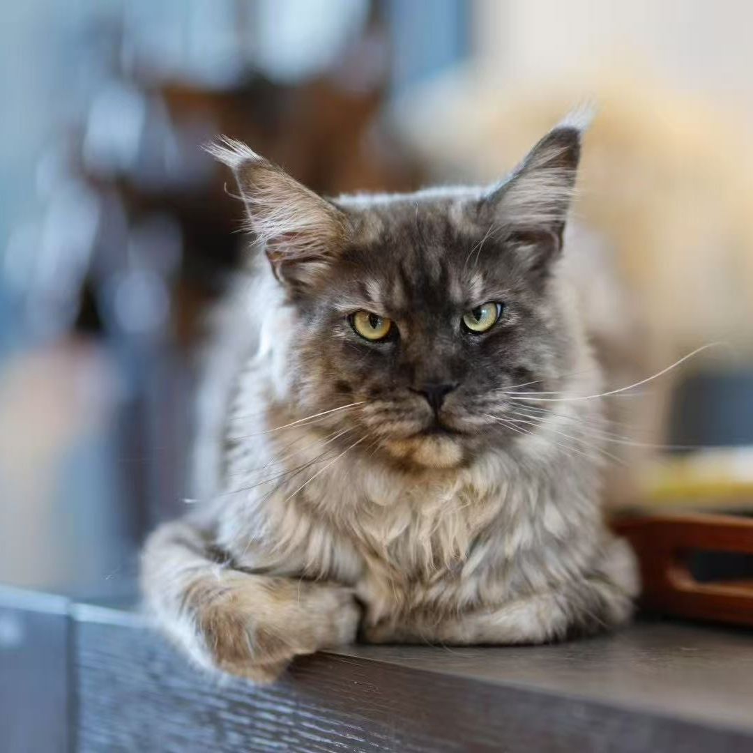 【婷婷家的缅因猫】黑白色蓝色红色奶油色棕虎斑红虎斑银虎斑蓝虎斑