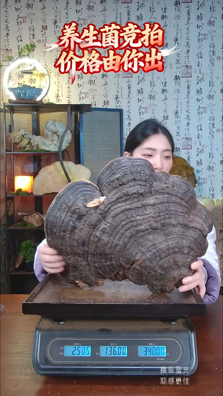 红缘拟层孔菌中国大陆【藏区野生】红缘树舌（4.04斤）40-50年份