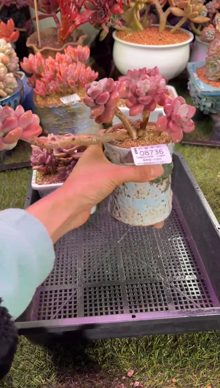 【闪购商品】08736