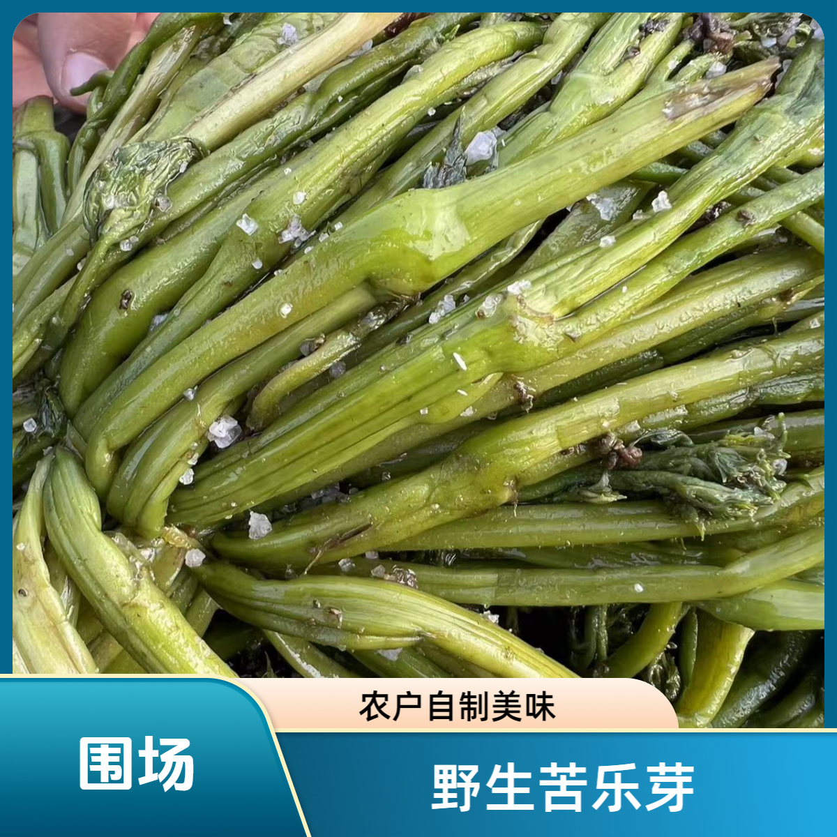 围场山味   山野菜 腌苦了芽 
