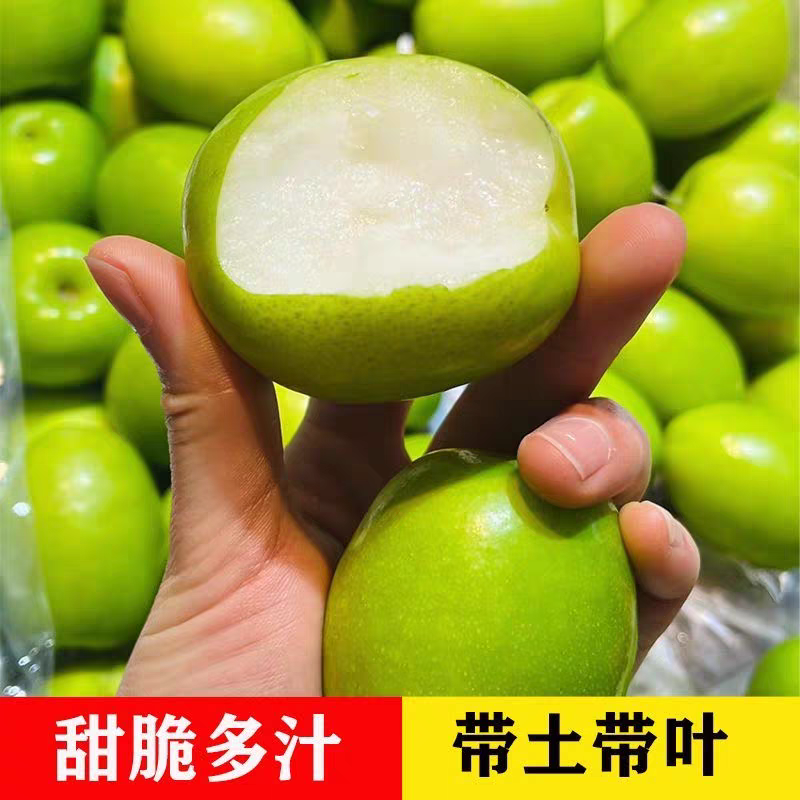梦动正宗【一树多品】‘冰糖大枣’沾化冬枣’大青枣‘适合南北方种植