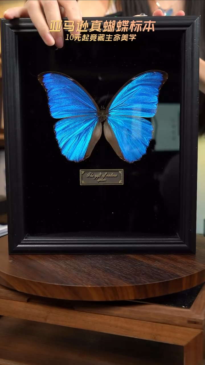 大蓝闪蝶黑绒底版10寸欧式框（带证书）