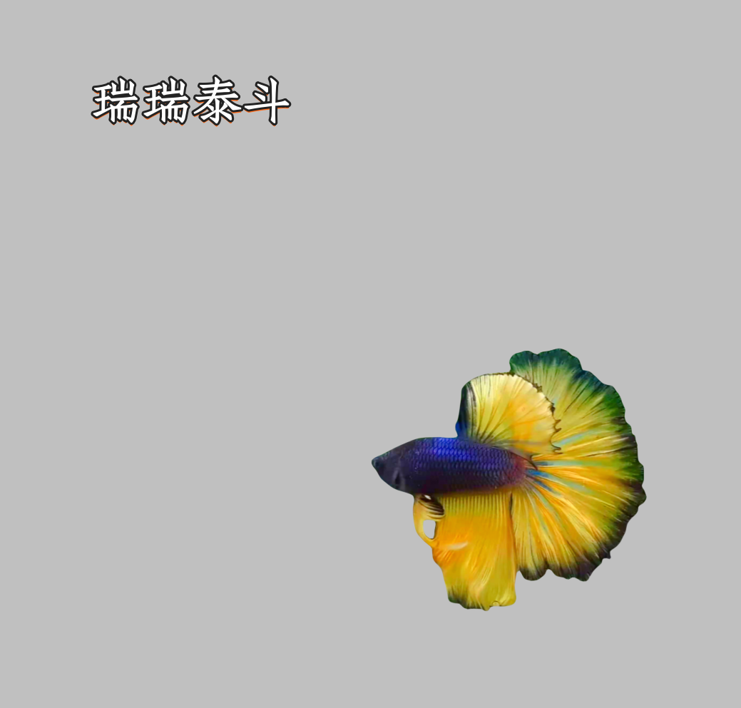 A9（193-216）泰国斗鱼精品鱼小型热带观赏鱼【直播间选鱼】