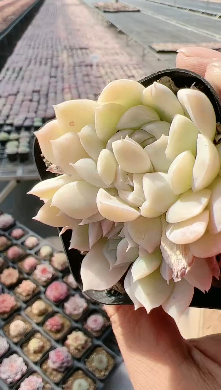 【闪购商品】新-21