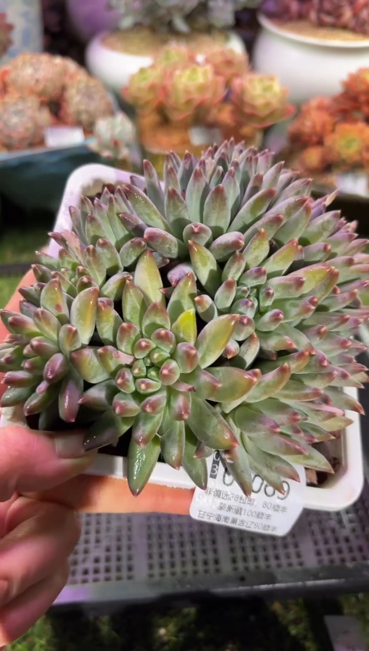 【闪购商品】01069