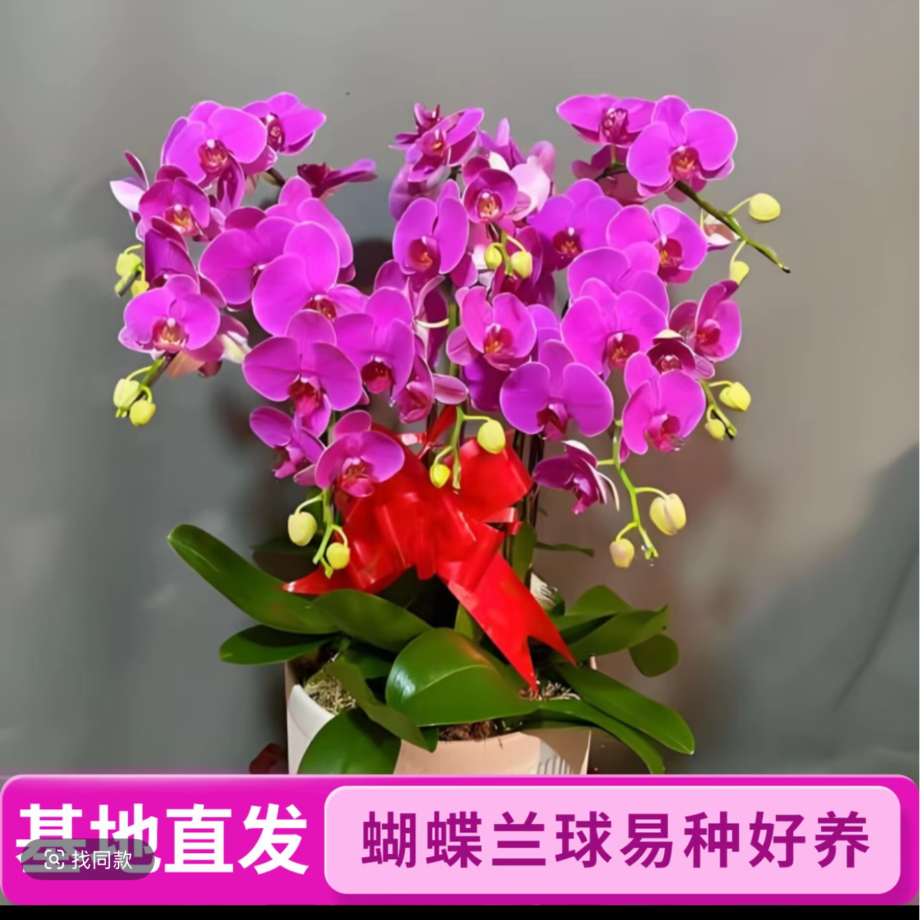 大花蝴蝶兰种球满屋飘香浓香可盆种植阳台庭院四季开花