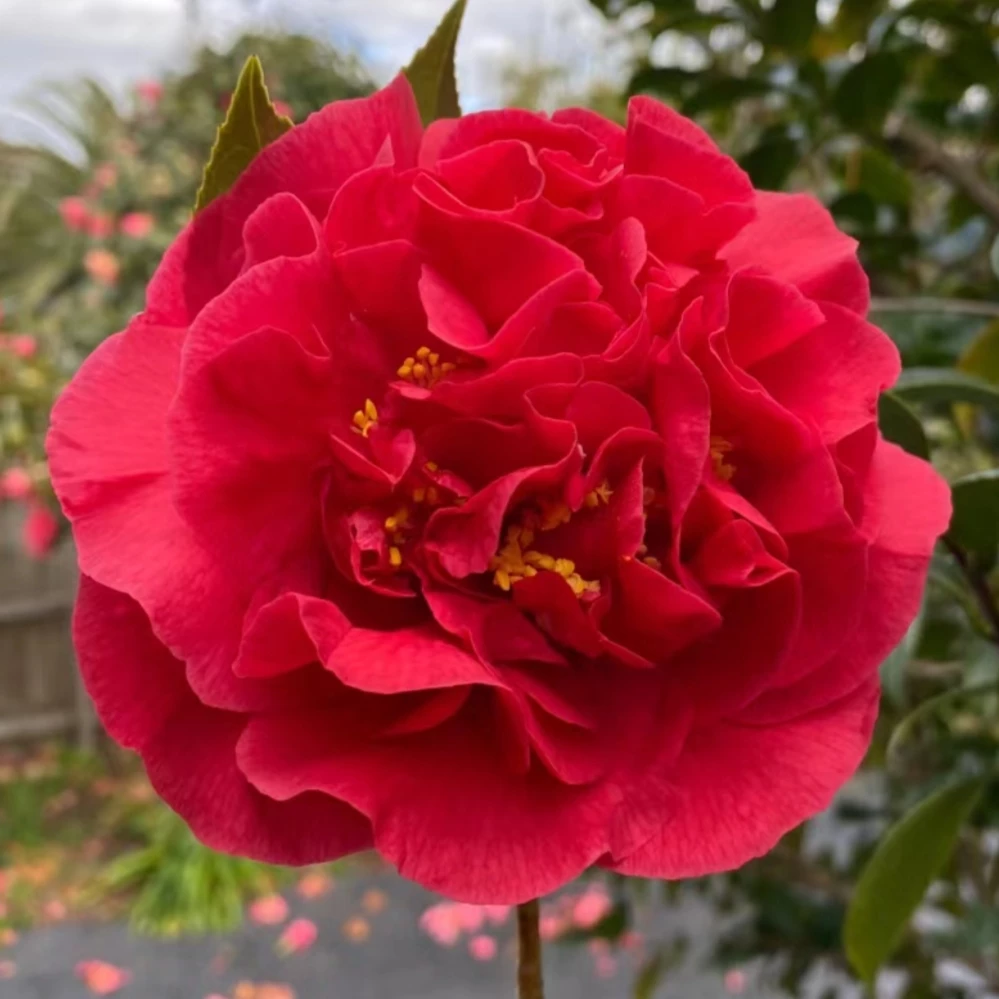 《克瑞墨》大牡丹茶花盆栽大花带香味花卉阳台庭院种植带花苞发货