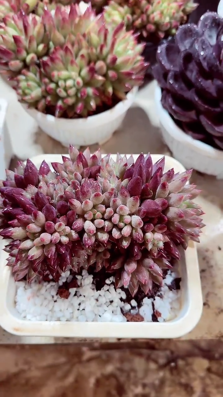 新****务岩字一物一拍