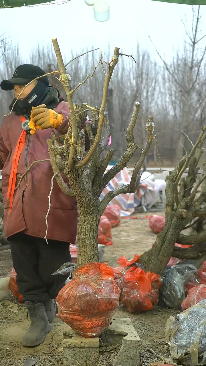 完全开放枣树932