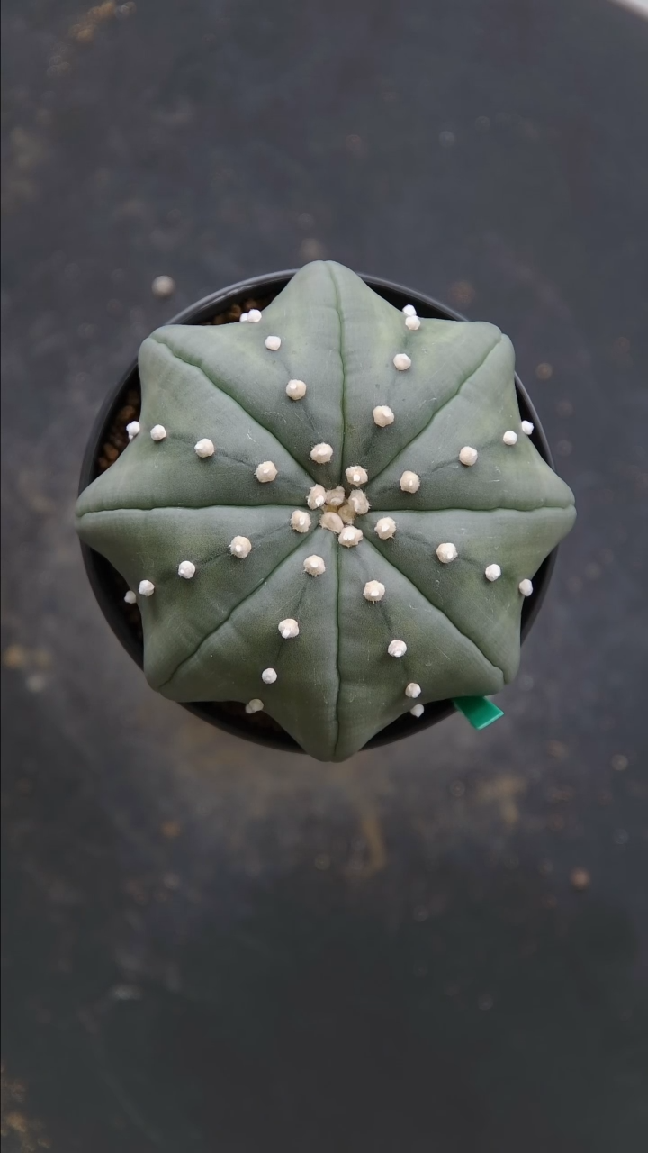 【闪购商品】琉璃海星