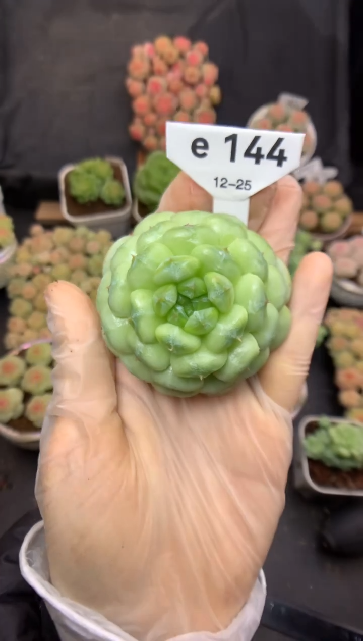 e144 小珍妮 裸根 12.8