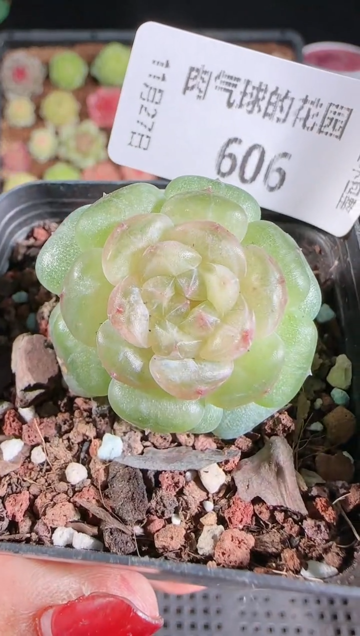 1127-606流莹群生不包整