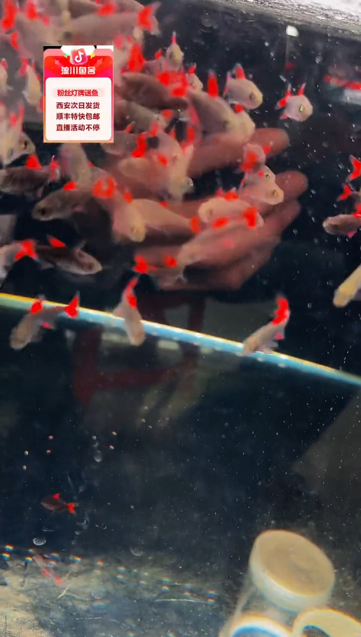 海水鱼大*莲2.5彩虹魔鬼