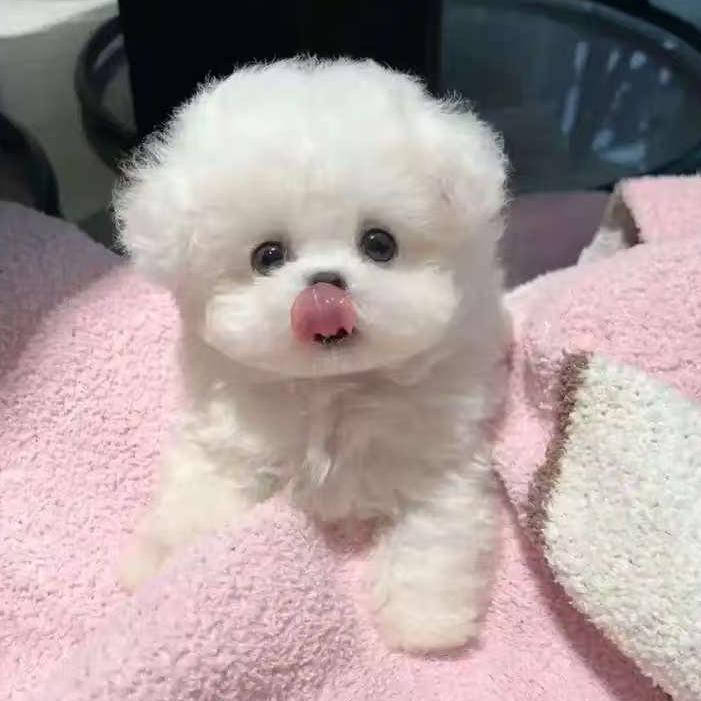 【盛世精品】博美茶杯犬精品狗狗