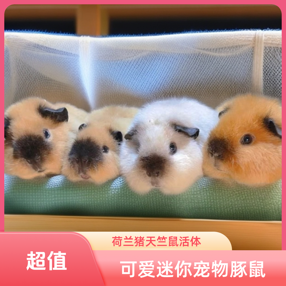 宠物豚鼠家庭饲养直播间挑选通用链接