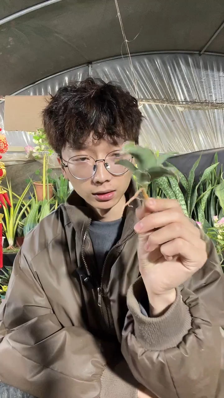 波叶虎皮兰裸根18.8