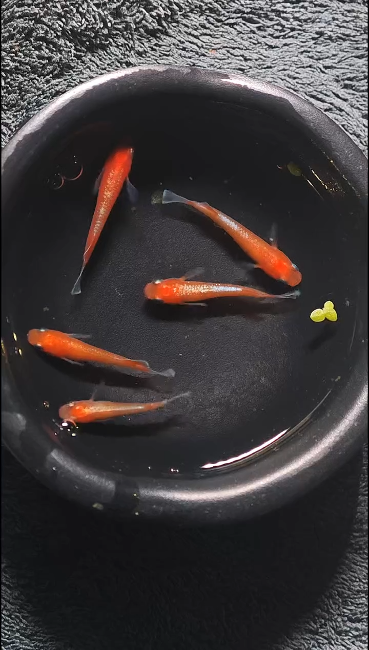 青鳉鱼观背青鳉022