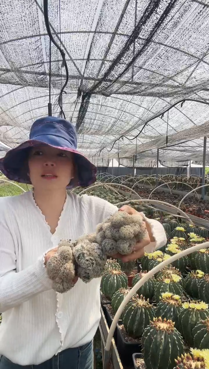 【闪购商品】白星女神福利