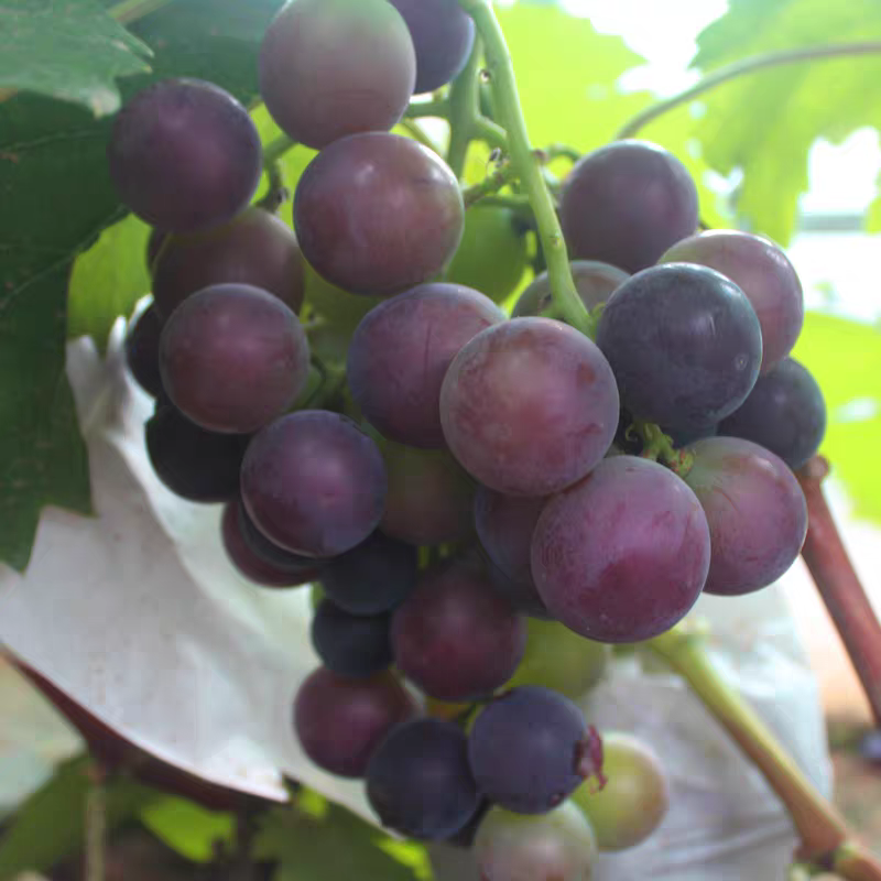 现挖巨峰葡萄树 现拍现发