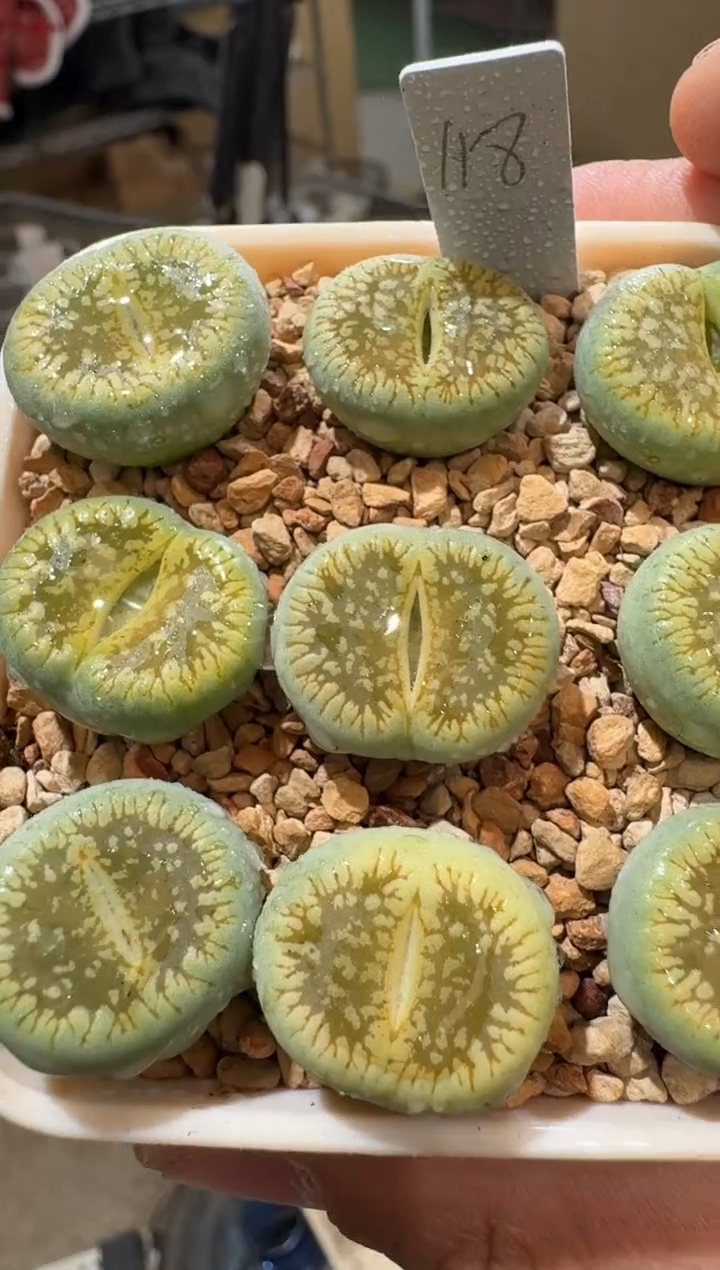 9-240多肉植物肉锥生石花54A一颗