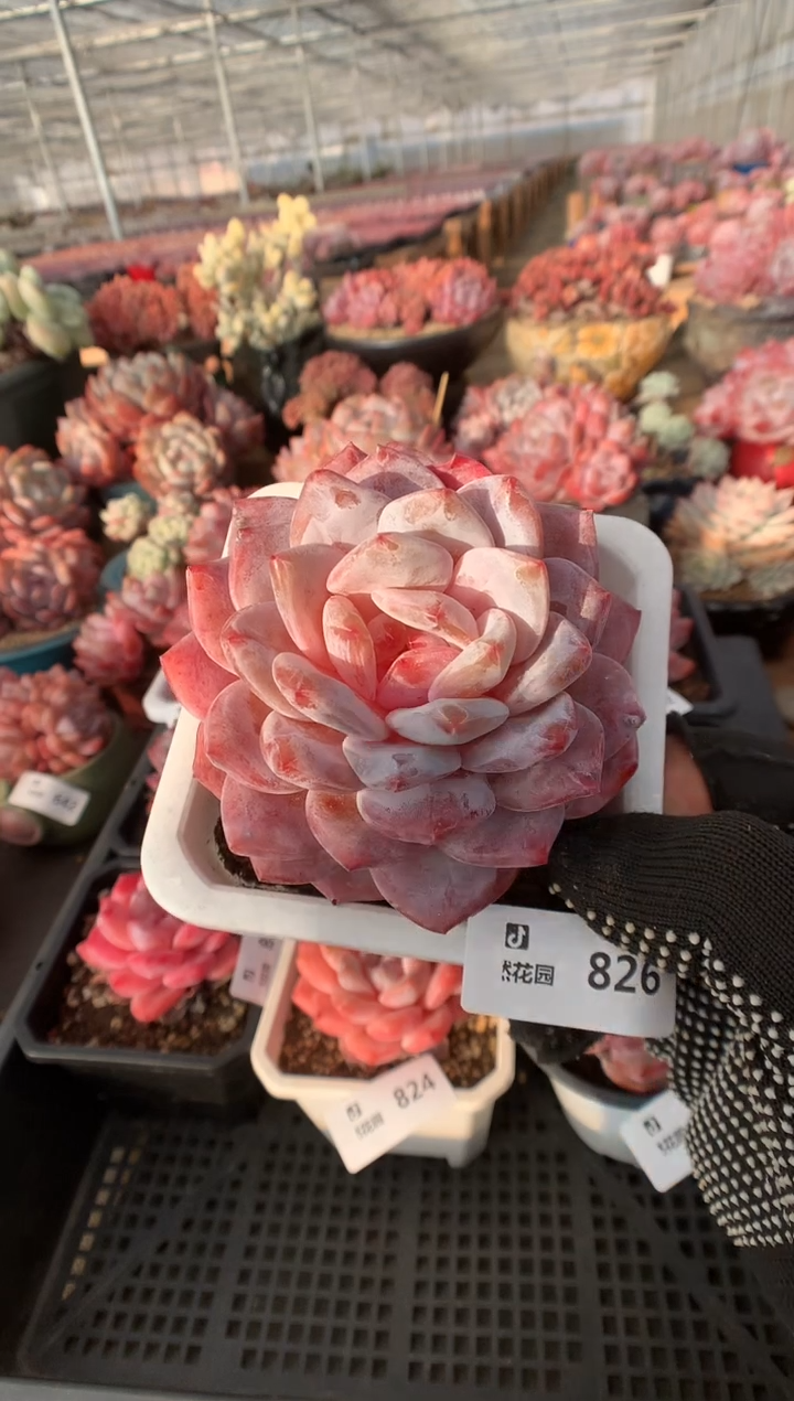 826韩橙一物一拍多肉植物