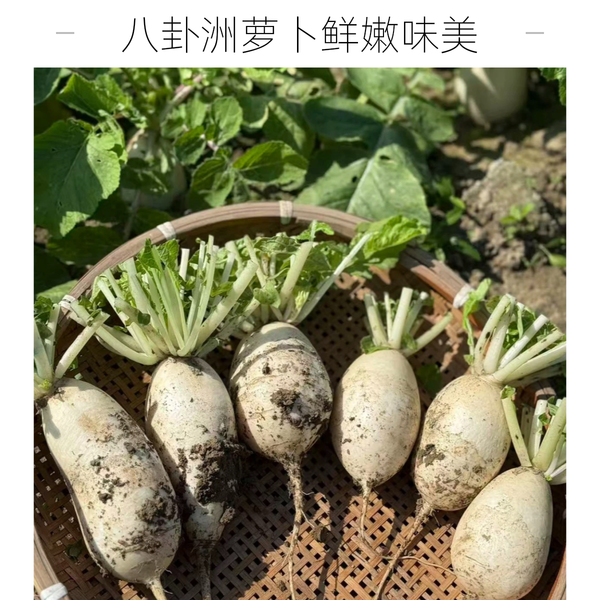 八卦洲白萝卜农家自种圆萝卜烧汤顺丰包邮送货到家