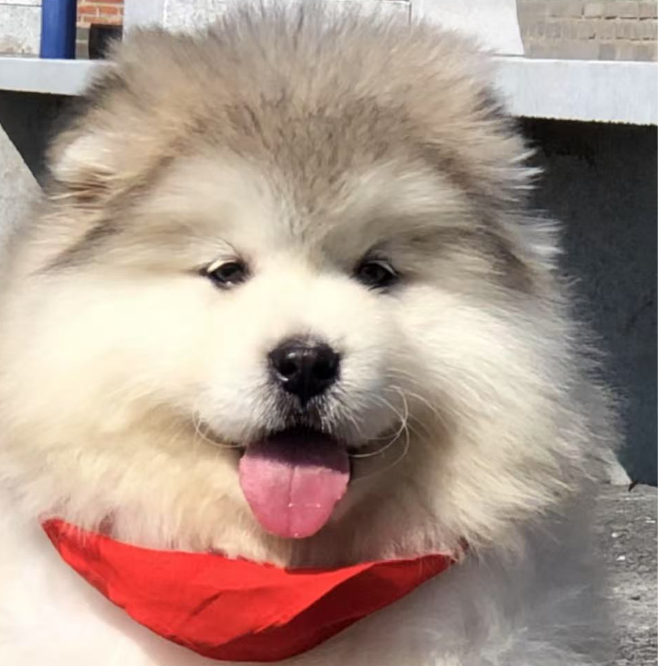 孙丹家阿拉斯加狗场萌宠狗狗可爱大型犬伴侣温顺伴侣犬奔向你