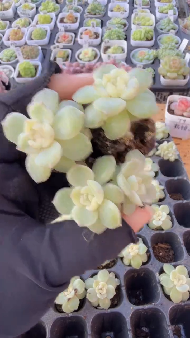 玉簪单双混 3颗量拍混发 满9.9包邮