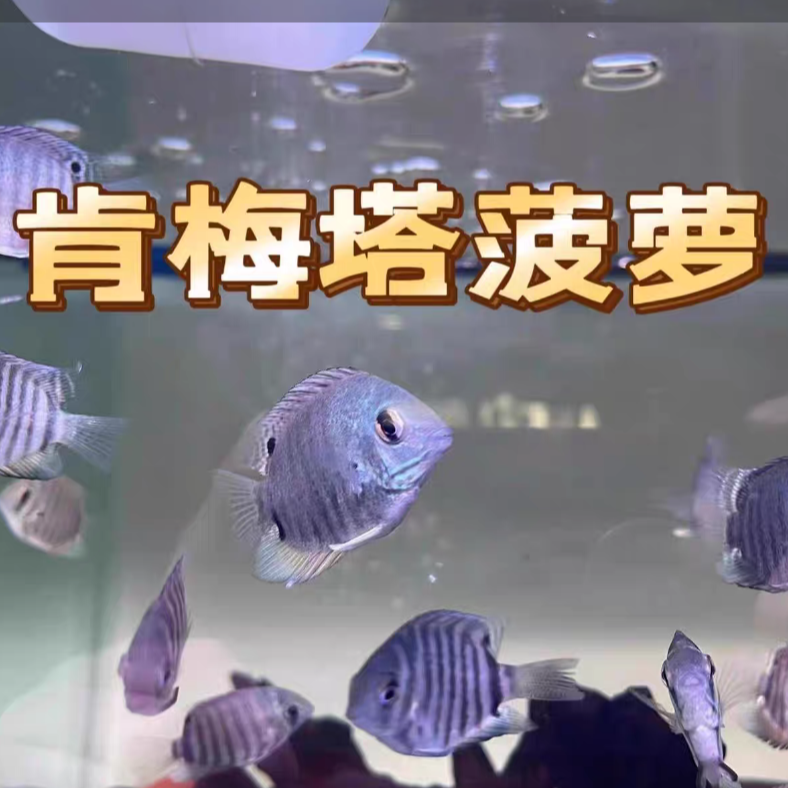 【老吴精选好物】肯梅塔虎斑菠萝鱼（三单发货）