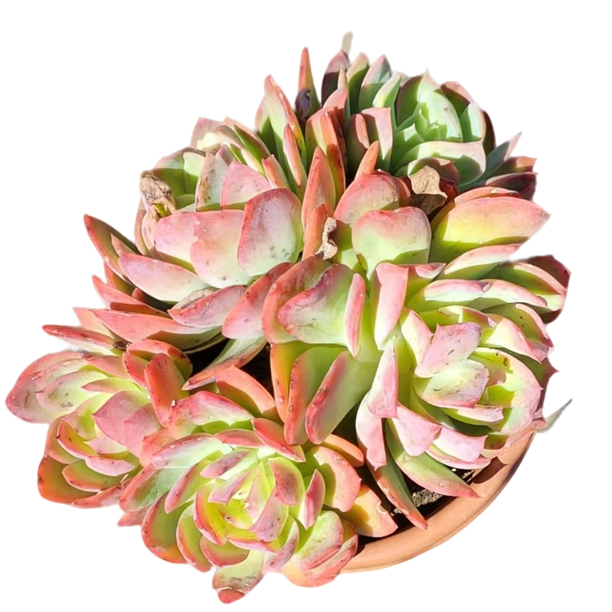 精品多肉植物 绮罗