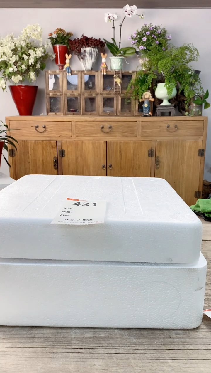 小玩子花盆直播编号431