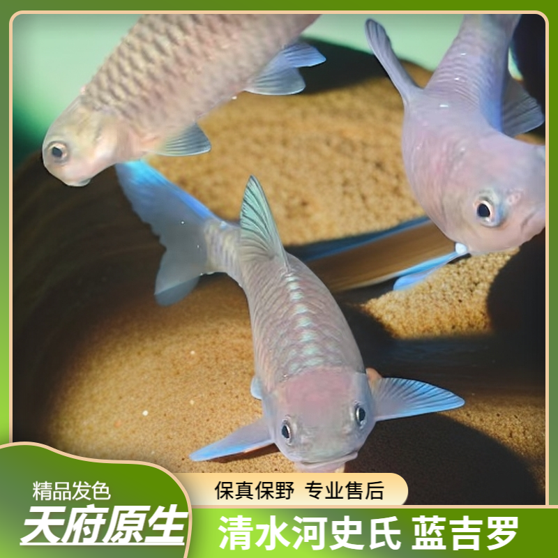 清水河史氏原生吉罗鱼