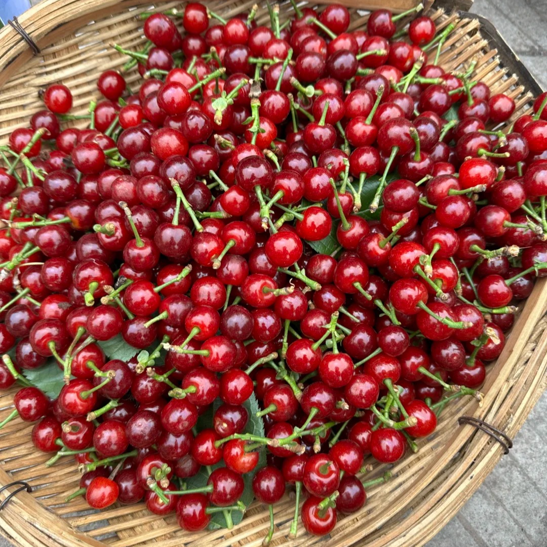 果树号专享 | 虹越果树樱桃树苗乌皮樱桃红妃樱桃裸根