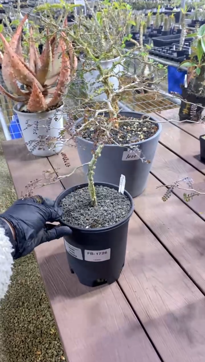 【闪购商品】红陶象足漆树FB-1726