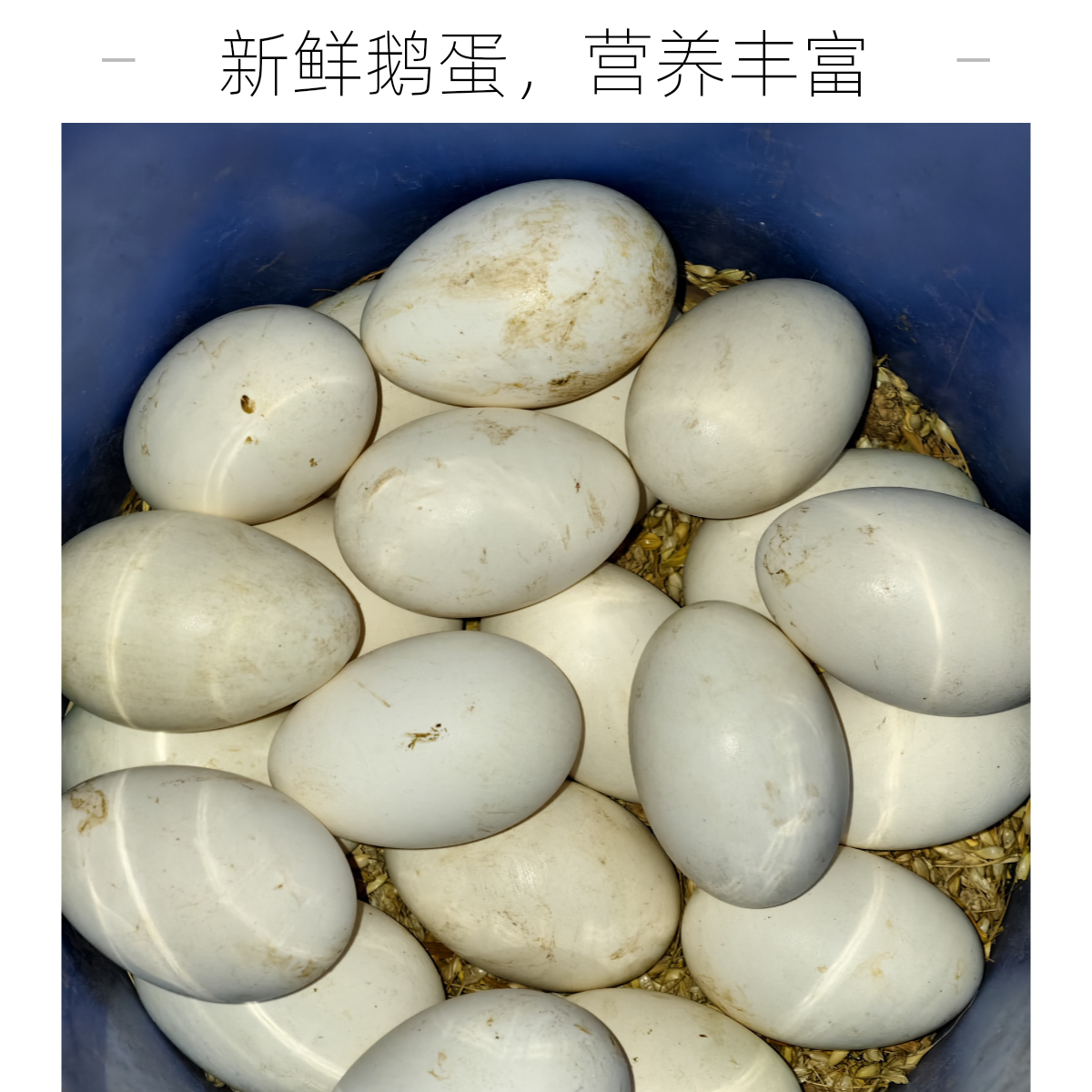 大个农家散养鹅蛋