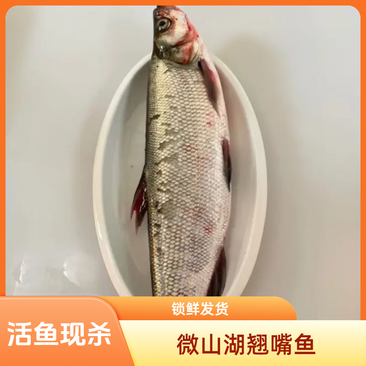 微山湖翘嘴鱼白鱼噘嘴链子活鱼现杀顺丰包邮