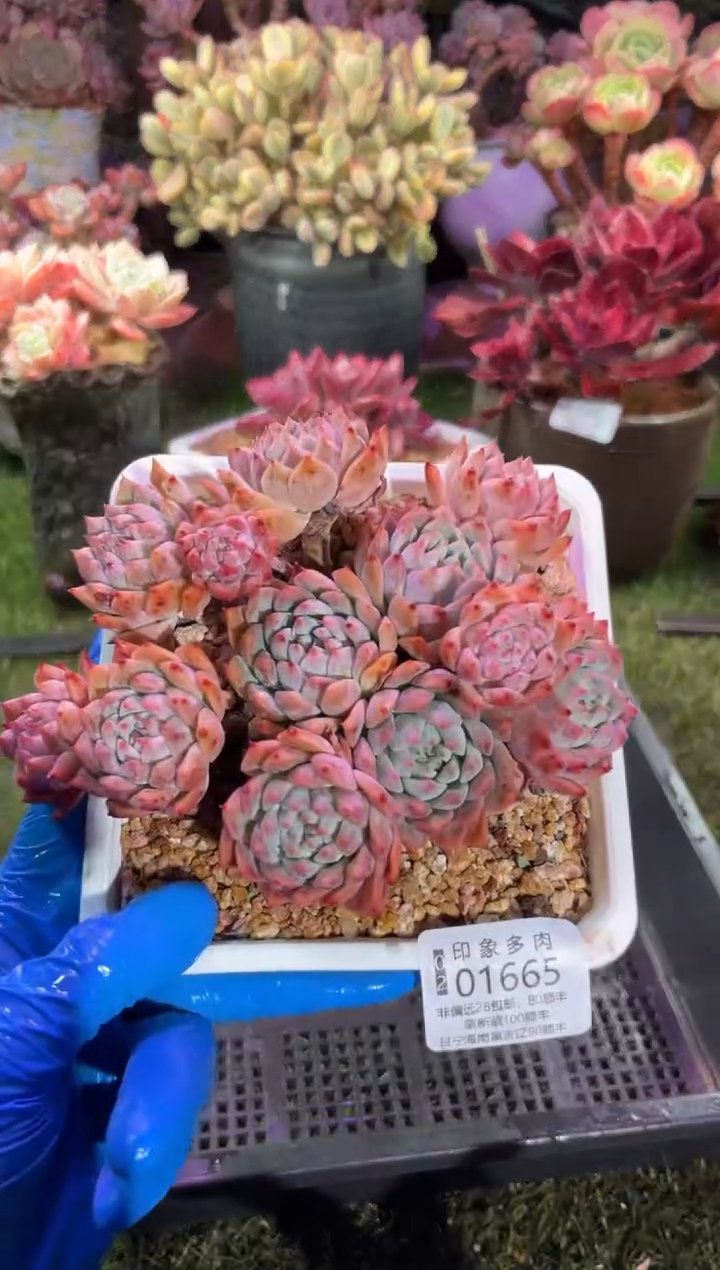 【闪购商品】01665