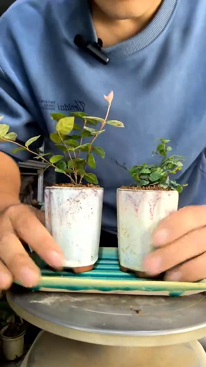 彩**之中青园艺一物一拍4