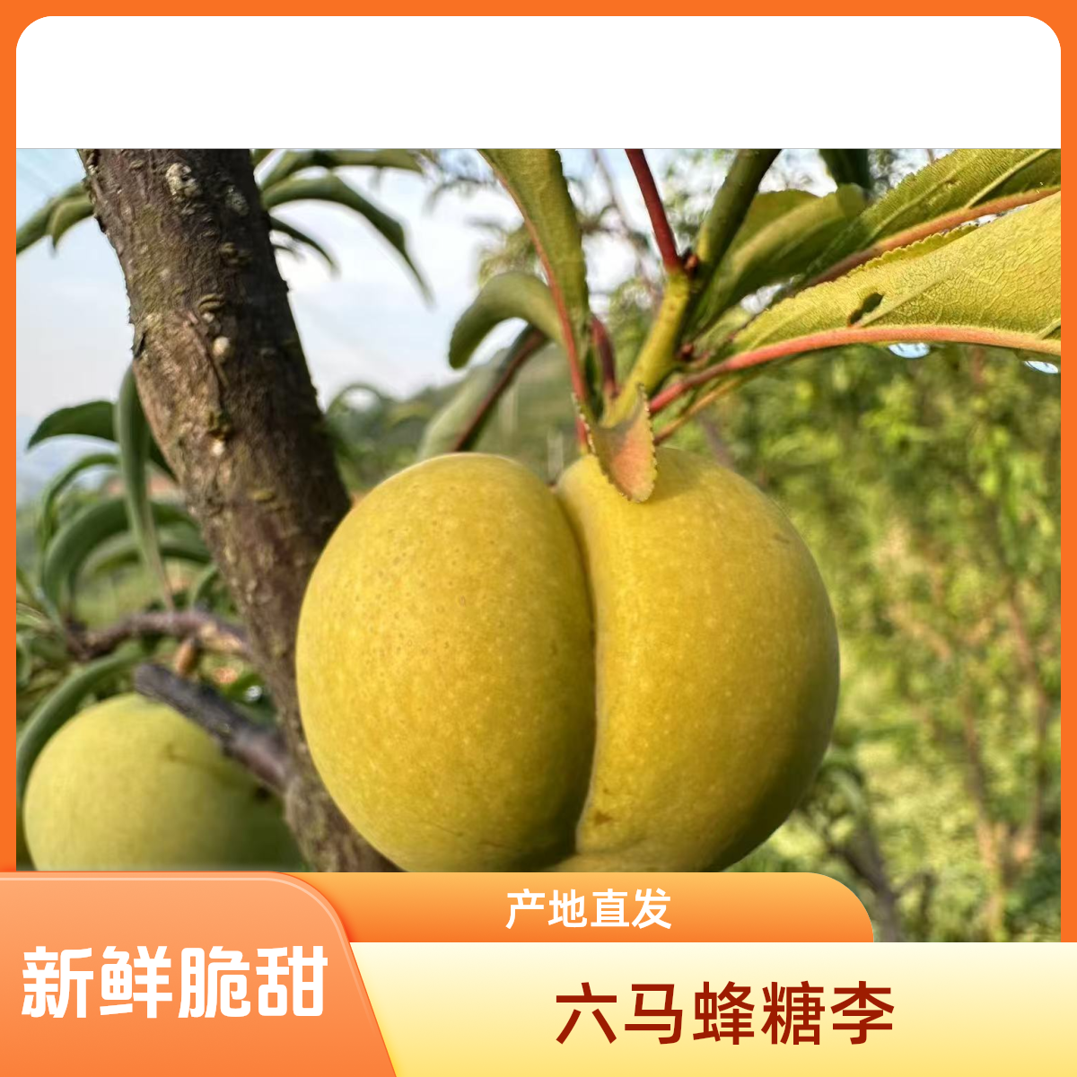 【次日达今天拍明天到】正宗贵州六马蜂糖李脆甜镇宁六马蜂糖李5斤礼盒装李子同城送贵州省