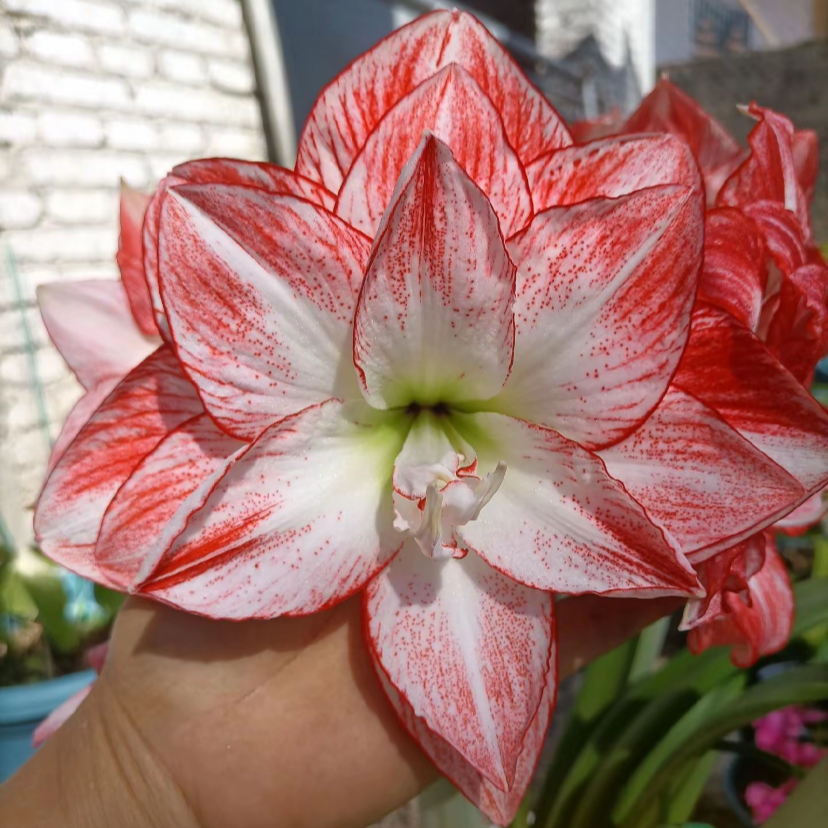 （火焰孔雀）基地直发自然球 包对版