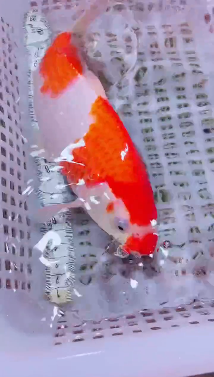 锦鲤血统锦鲤全场包邮134