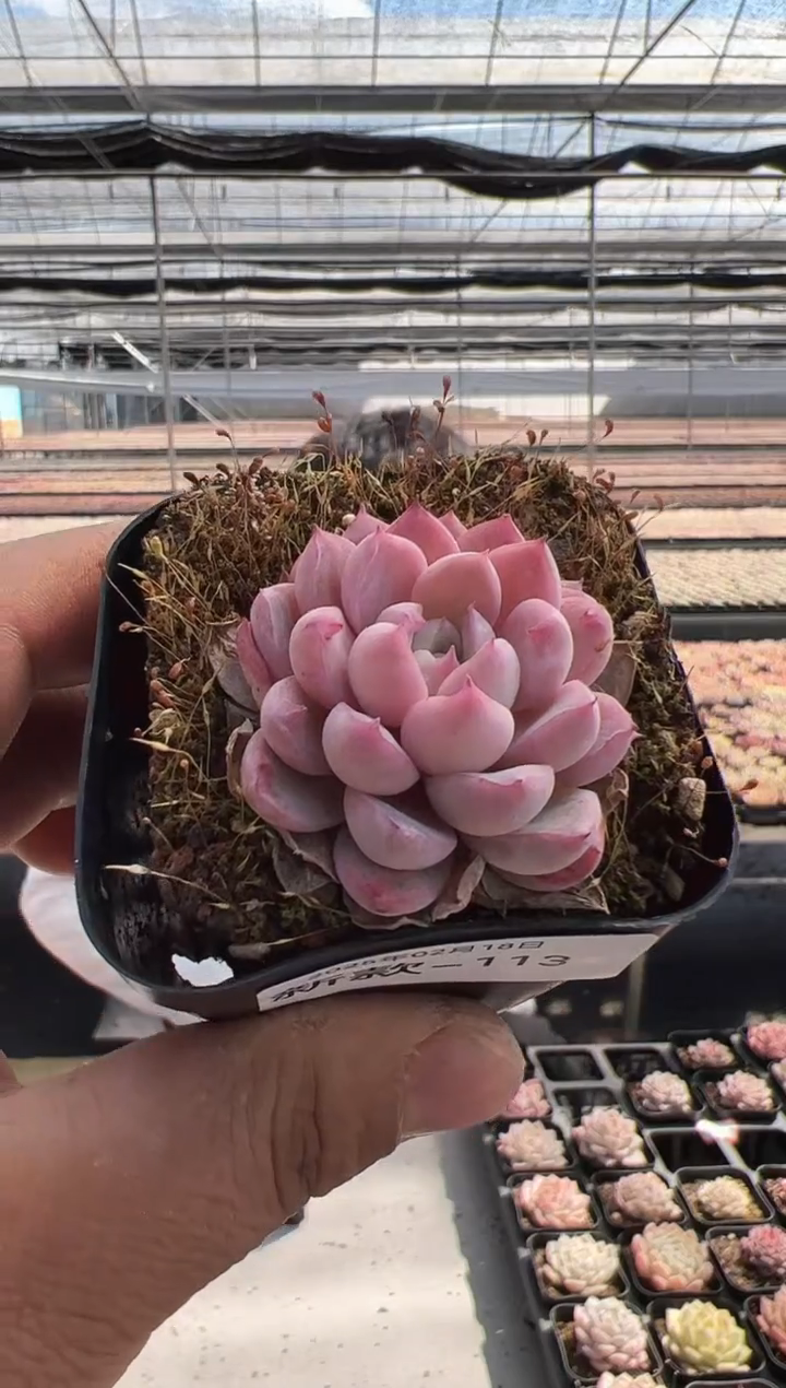 【闪购商品】新款多肉-113