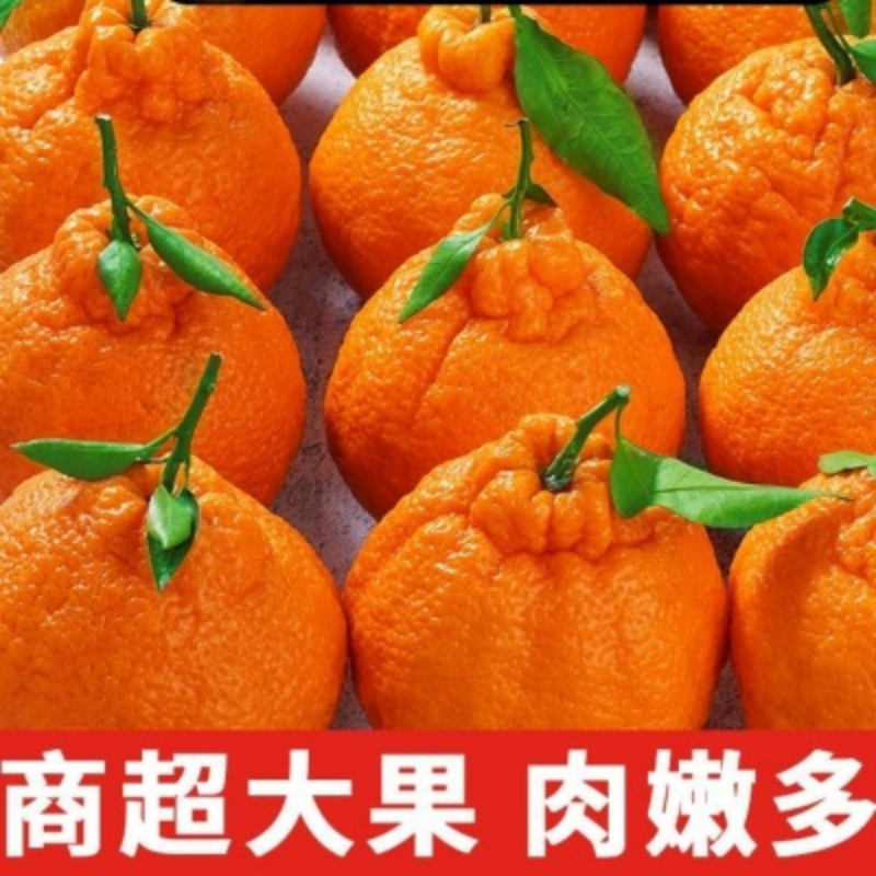 【脆甜】正宗四川丑橘不知火套袋果