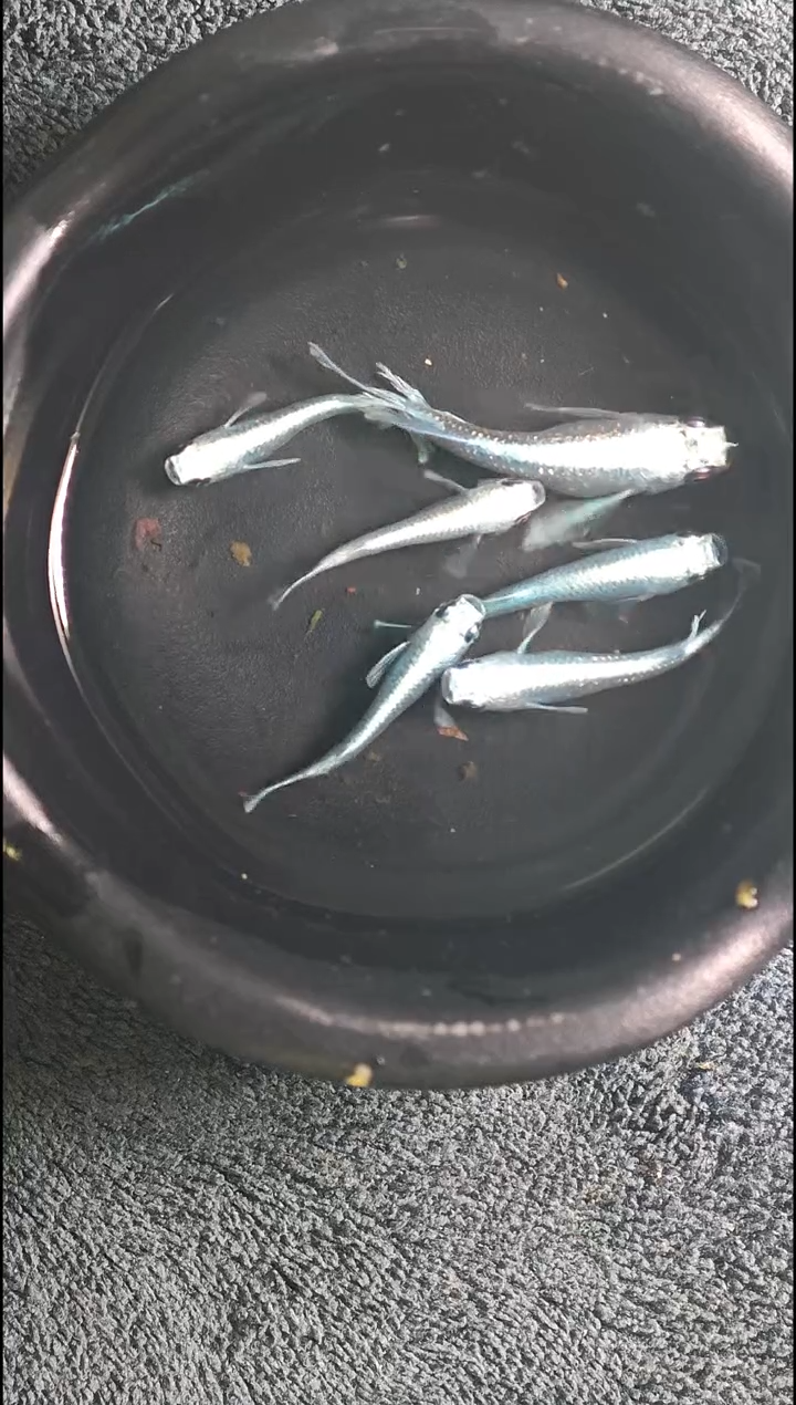 青鳉鱼观背青鳉17