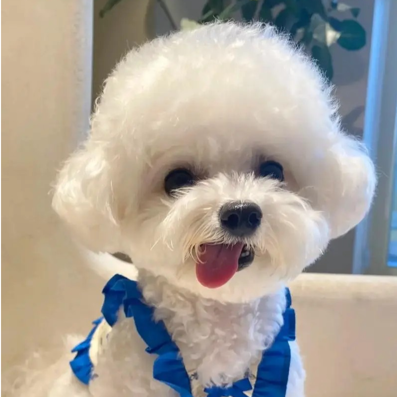 【小昊哥专属】萌宠比熊犬小型陪伴犬聪明可爱黏人小狗适合家庭饲养