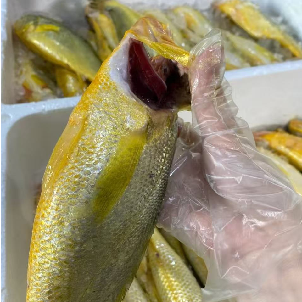 【宁东宴专属】舟山野生细鳞黄鱼 